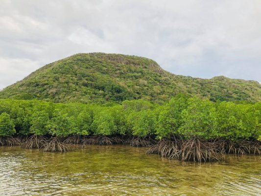 rừng sinh thái - Côn Đảo